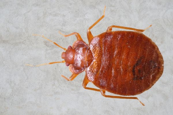 can-bed-bugs-get-into-vacuum-sealed-bags-all-you-need-to-know